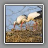 White Stork (3)